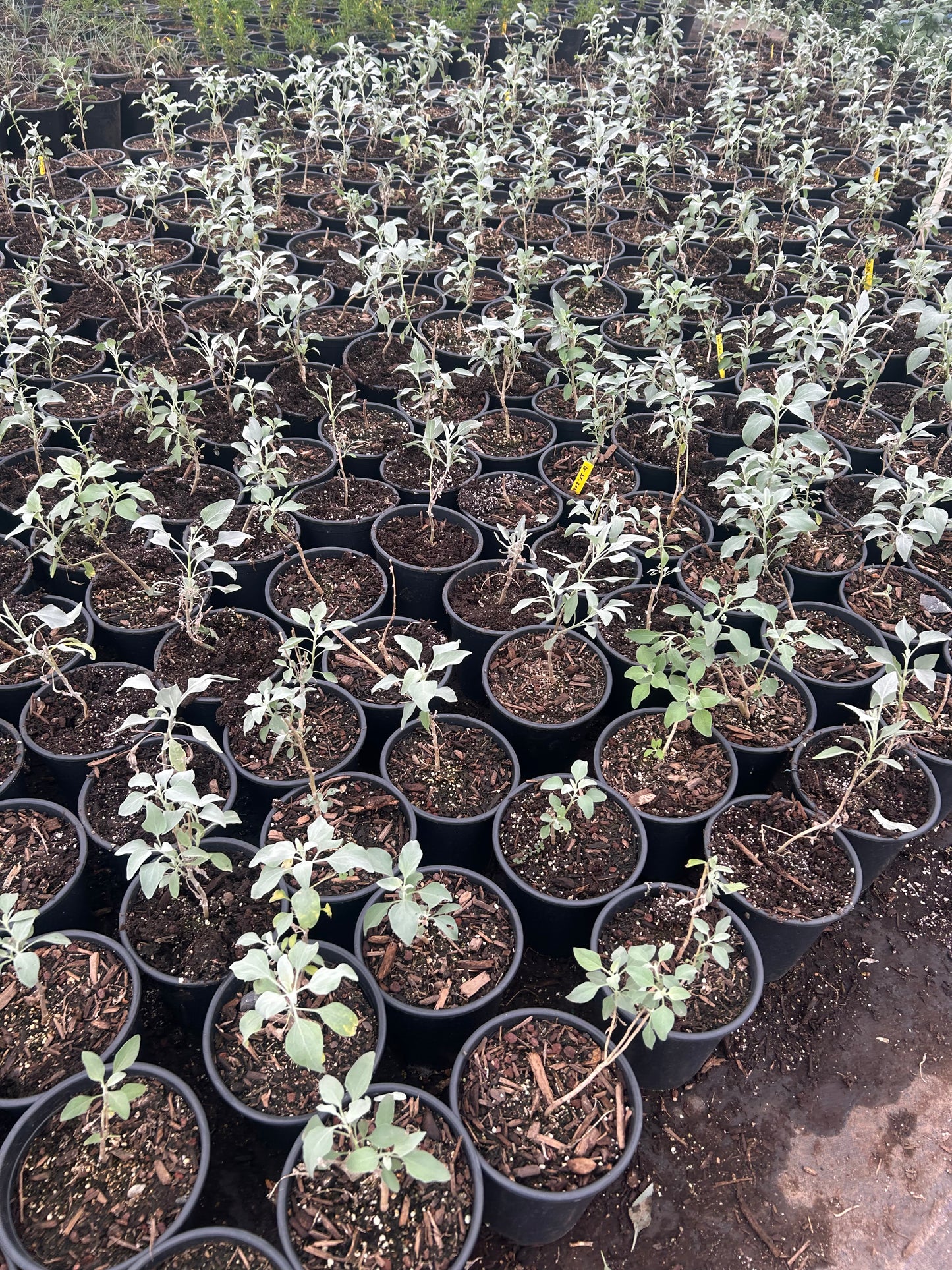 1 gallon Brittlebush (Encelia farinosa) in nursery pot — Phoenix, AZ