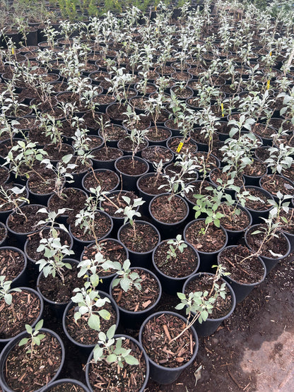 1 gallon Brittlebush (Encelia farinosa) in nursery pot — Phoenix, AZ
