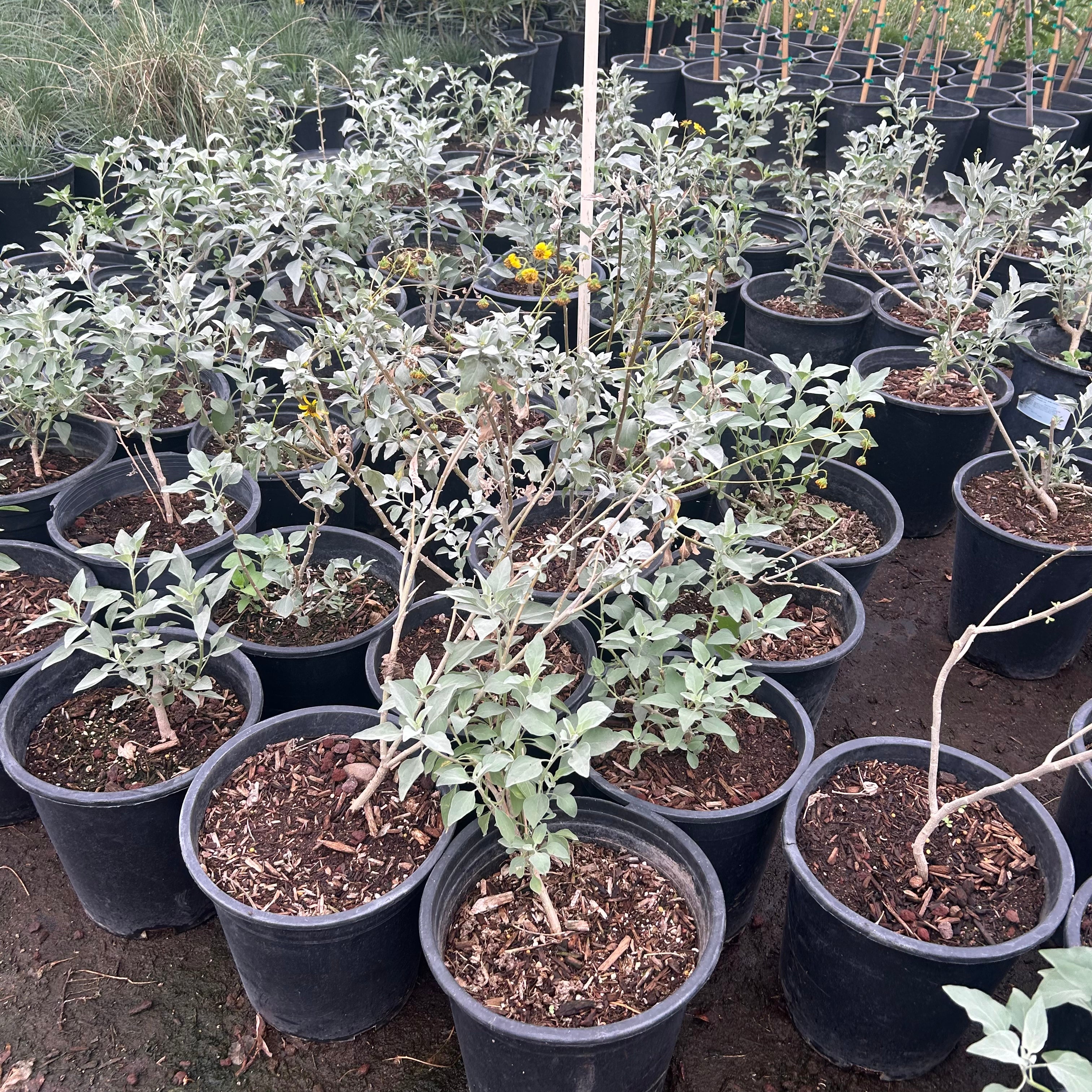 Buy Brittlebush Phoenix, AZ | Encelia farinosa | Three Timbers