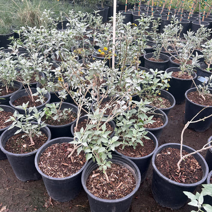 5 gallon Brittlebush (Encelia farinosa) in nursery pot — Phoenix, AZ
