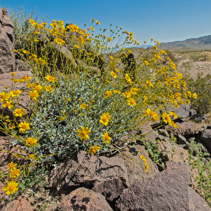 Brittlebush