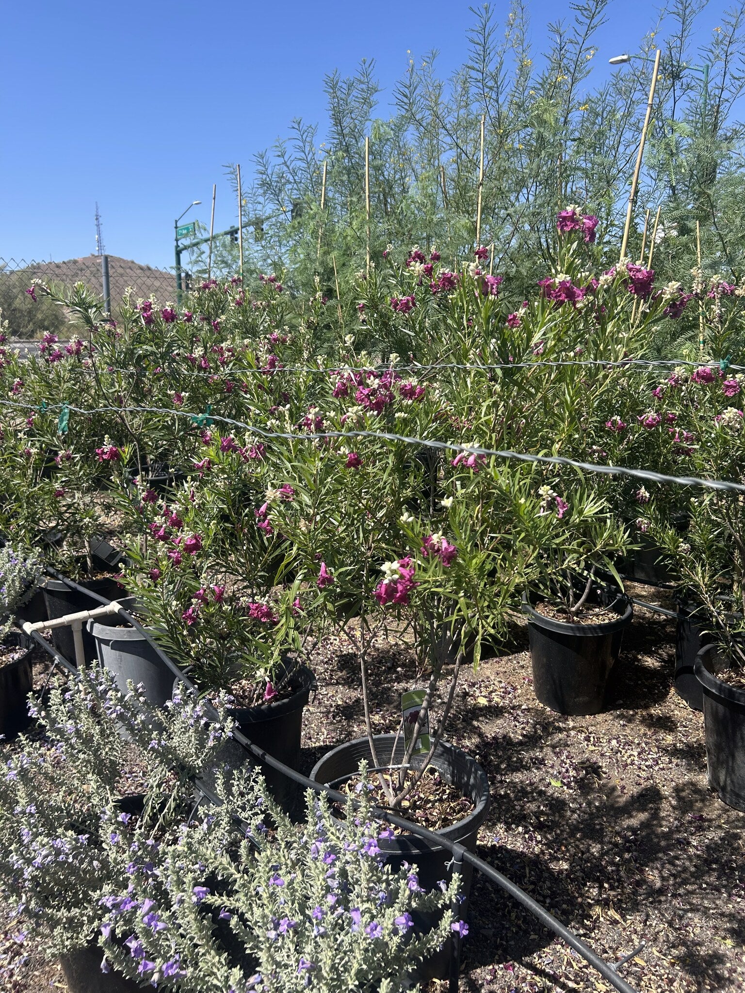 Bubbalicious Desert Willow