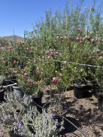Bubbalicious Desert Willow