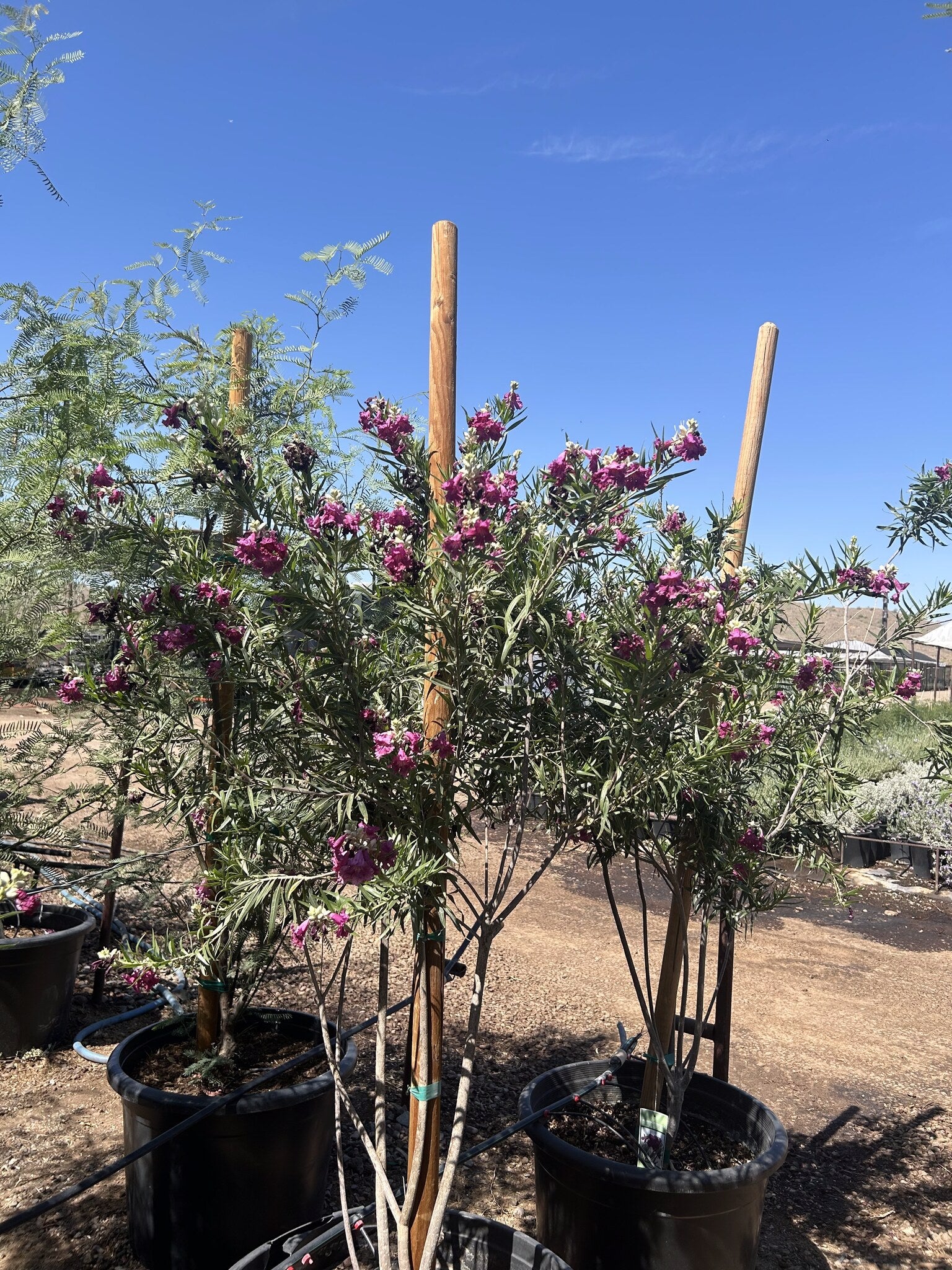 Bubbalicious Desert Willow