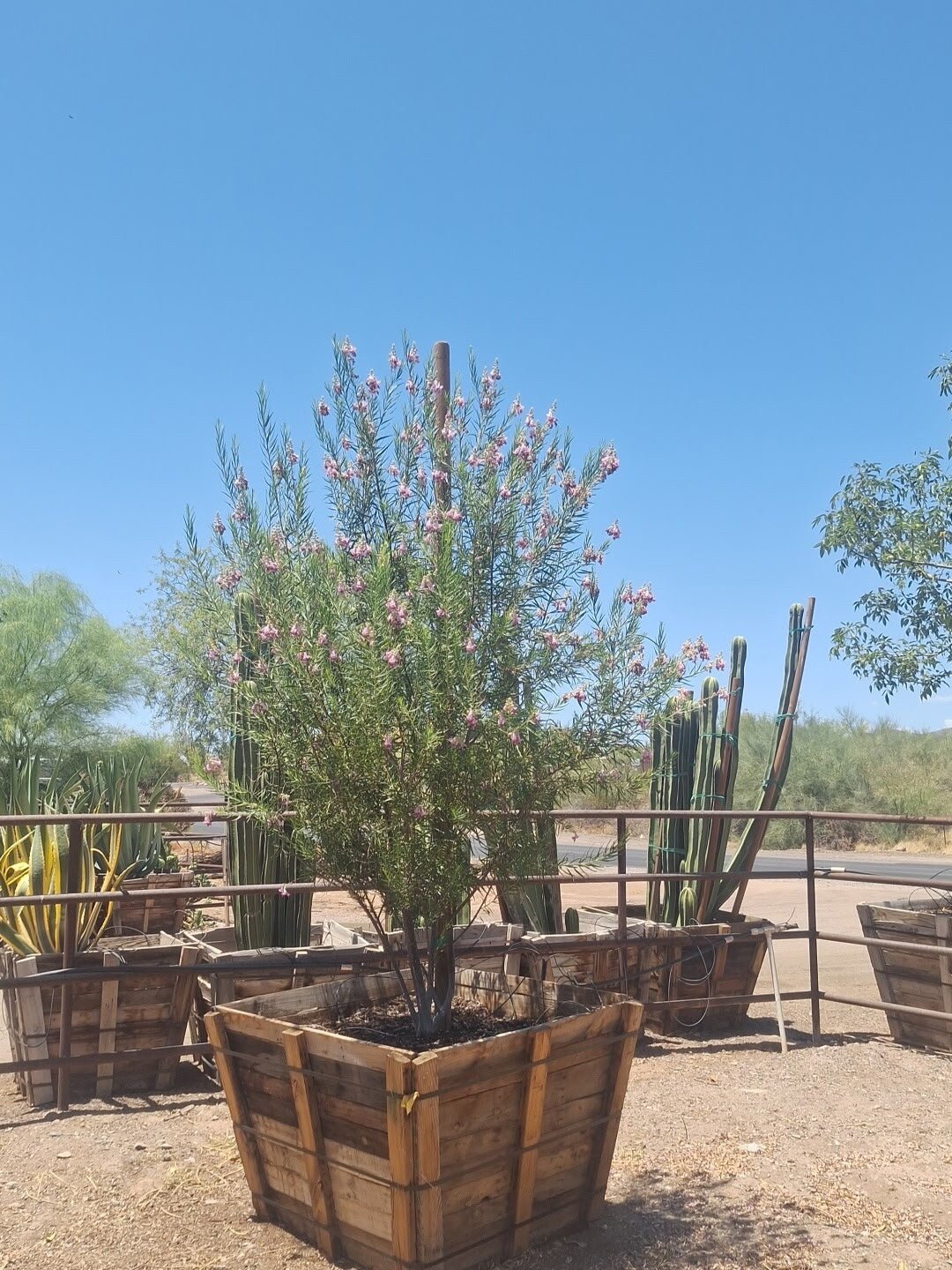 Bubbalicious Desert Willow