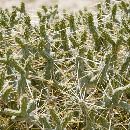 Buckhorn Cholla (Cylindropuntia acanthocarpa) close-up of spines and flower buds — Phoenix, AZ