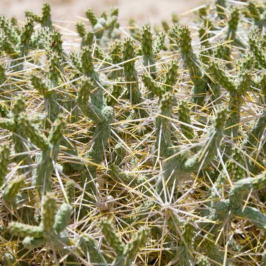 Buckhorn Cholla