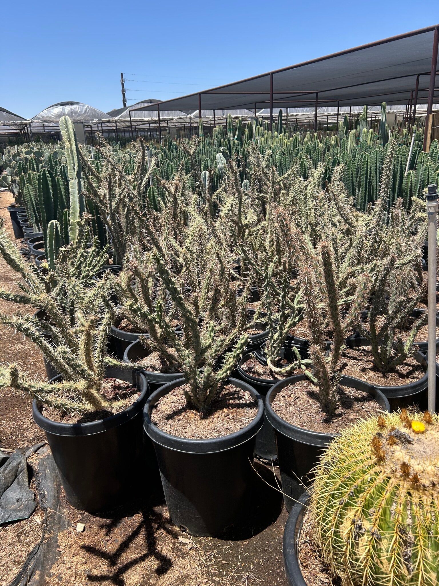 Buckhorn Cholla