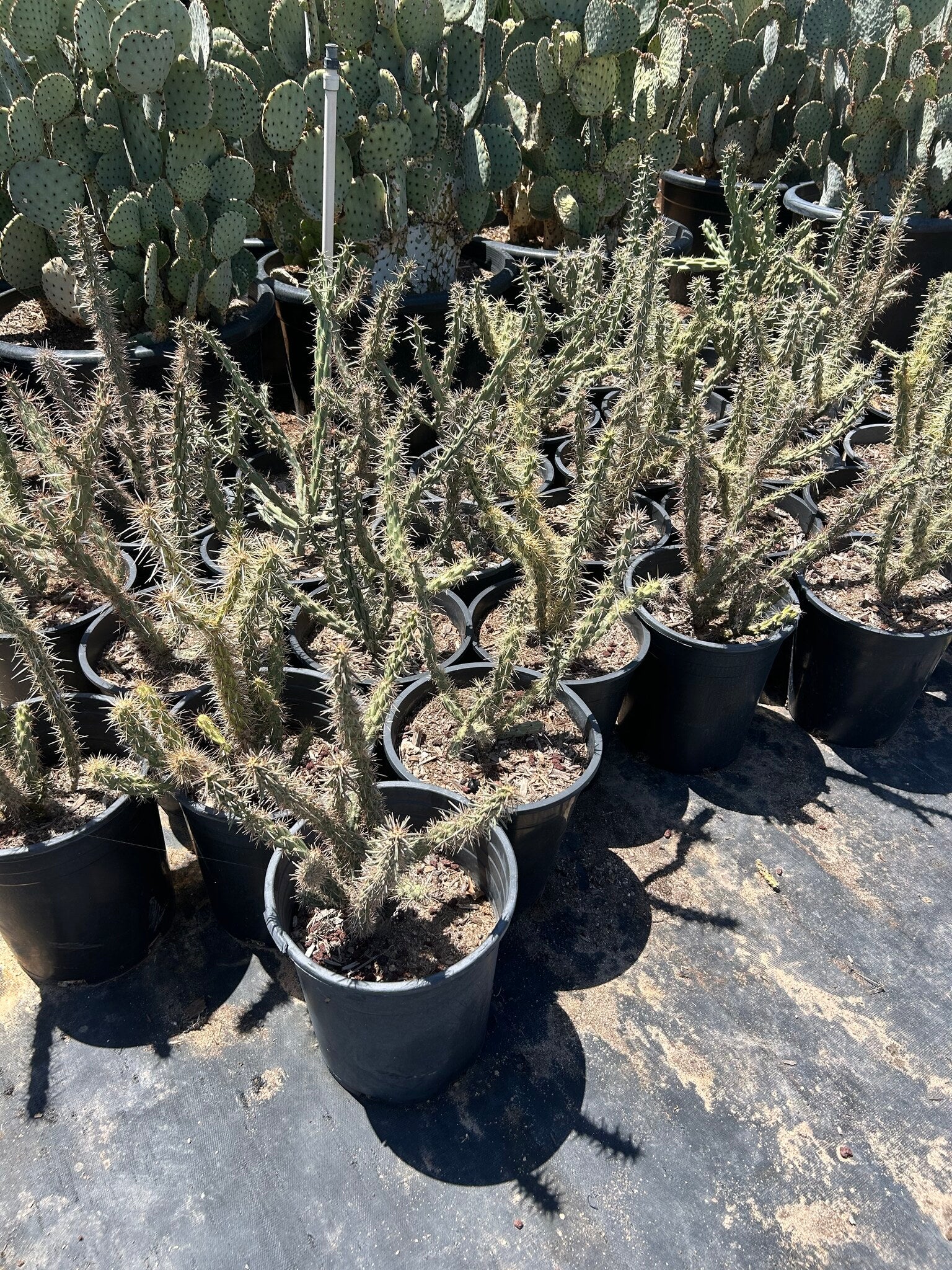 Buckhorn Cholla