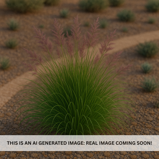 Bull Grass