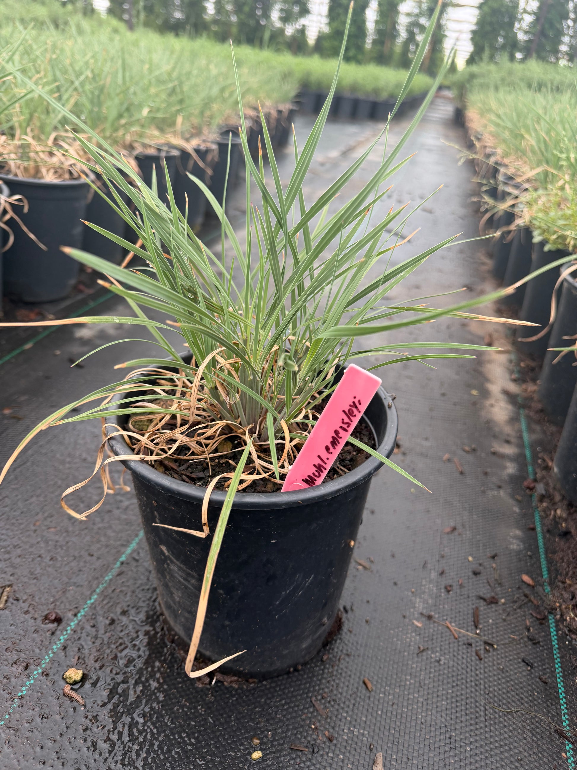 1 gallon Bull Grass (Muhlenbergia emersleyi) in nursery pot — Phoenix, AZ