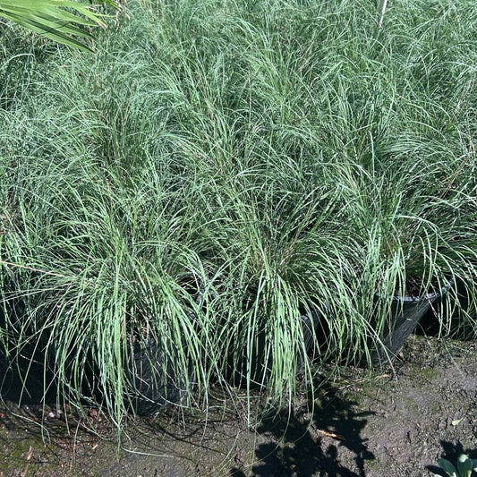 5 gallon Bull Grass (Muhlenbergia emersleyi) in nursery pot — Phoenix, AZ
