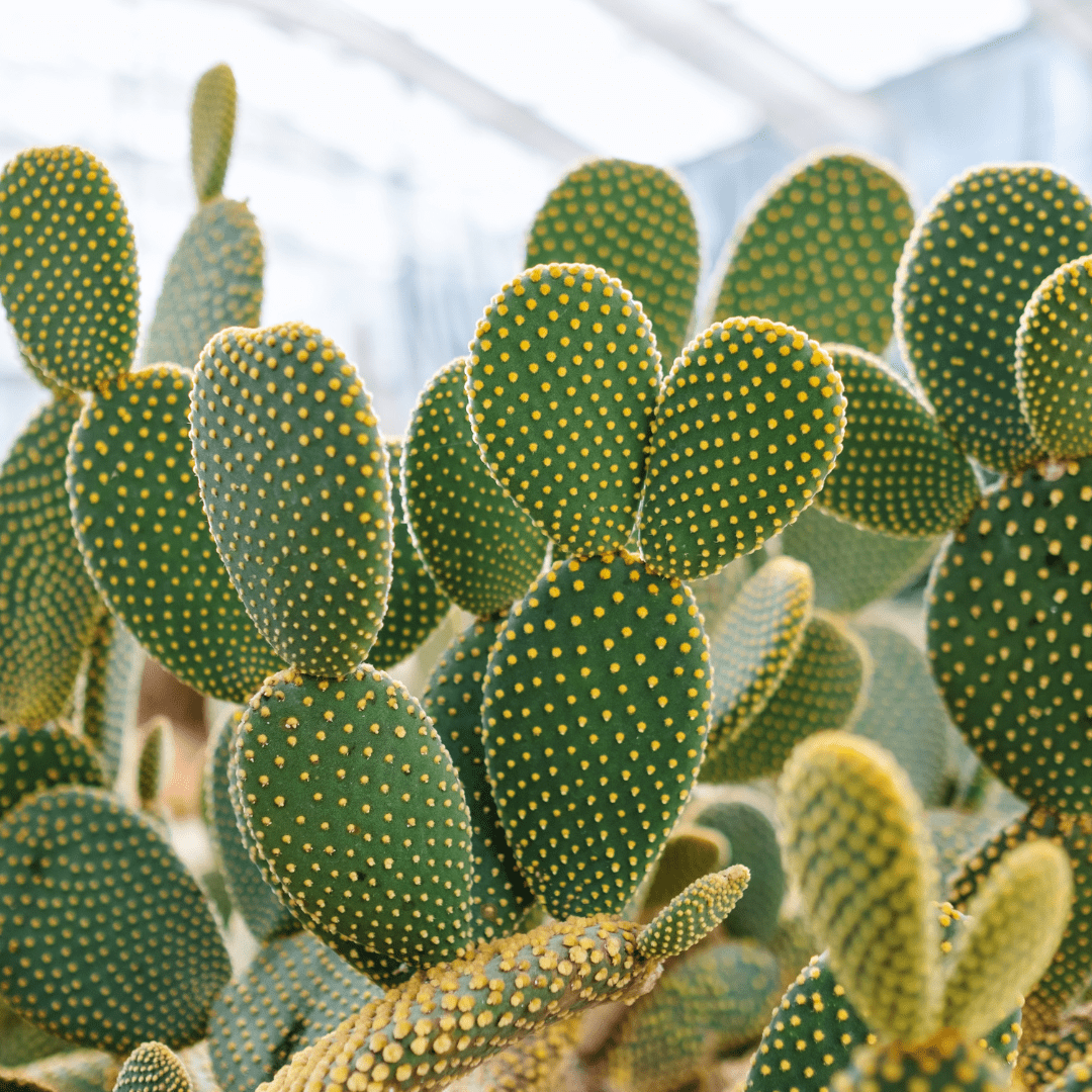 prickly pear cactus uk Buy Cinnamon Prickly Pear Phoenix, AZ | O. microdasys