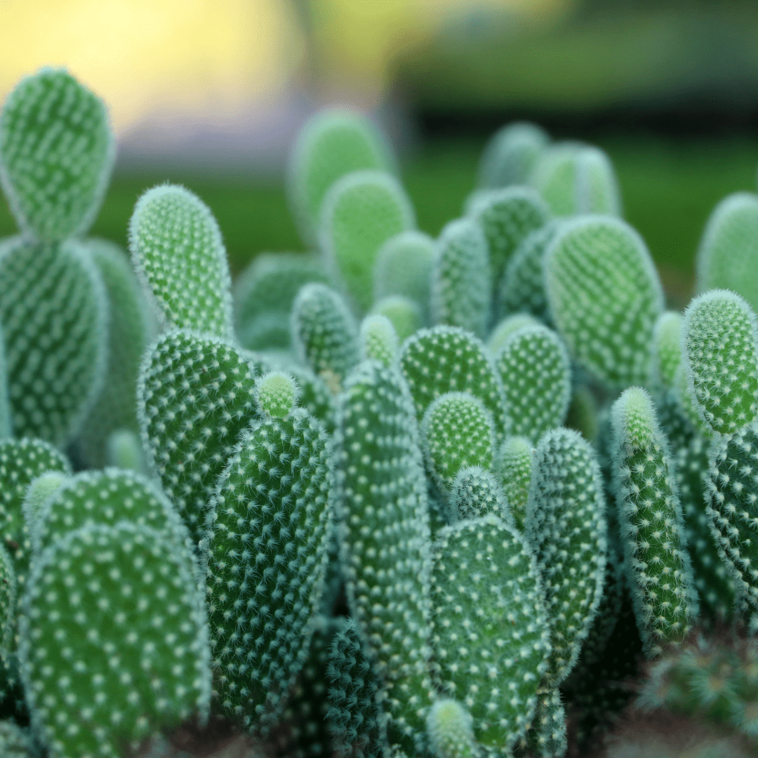 prickly pear bunny ear cactus Buy White Dot Prickly Pear Phoenix, AZ | O. microdasys