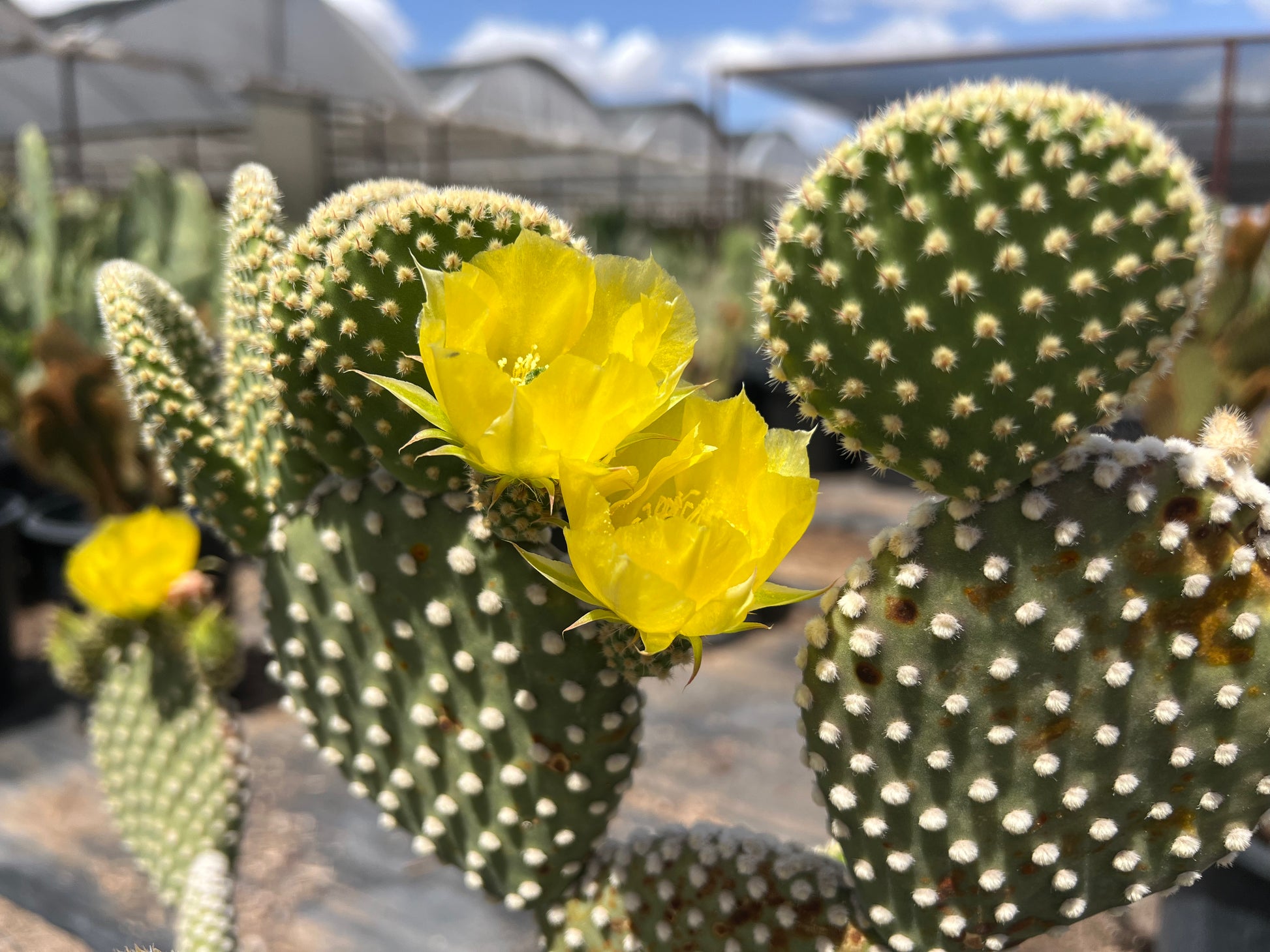 white spine prickly pear cactus Buy White Dot Prickly Pear Phoenix, AZ | O. microdasys