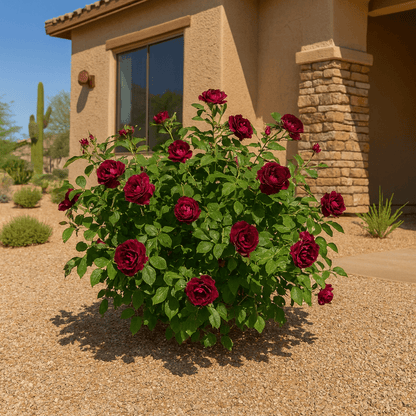 Burgundy Iceberg Rose (Rosa 'Burgundy Iceberg') with deep plum blooms in desert landscape — Phoenix, AZ