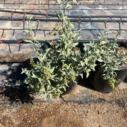 5 gallon Triangle-Leaf Bursage (Ambrosia deltoidea) in nursery pot — Phoenix, AZ