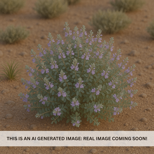 Bush Germander