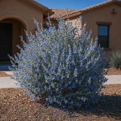 Bush Germander (Teucrium fruticans) with silver foliage and lavender-blue flowers in desert landscape — Phoenix, AZ