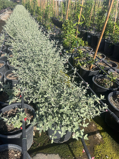 Bush Germander
