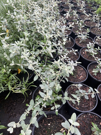 Bush Morning Glory - 1 Gallon