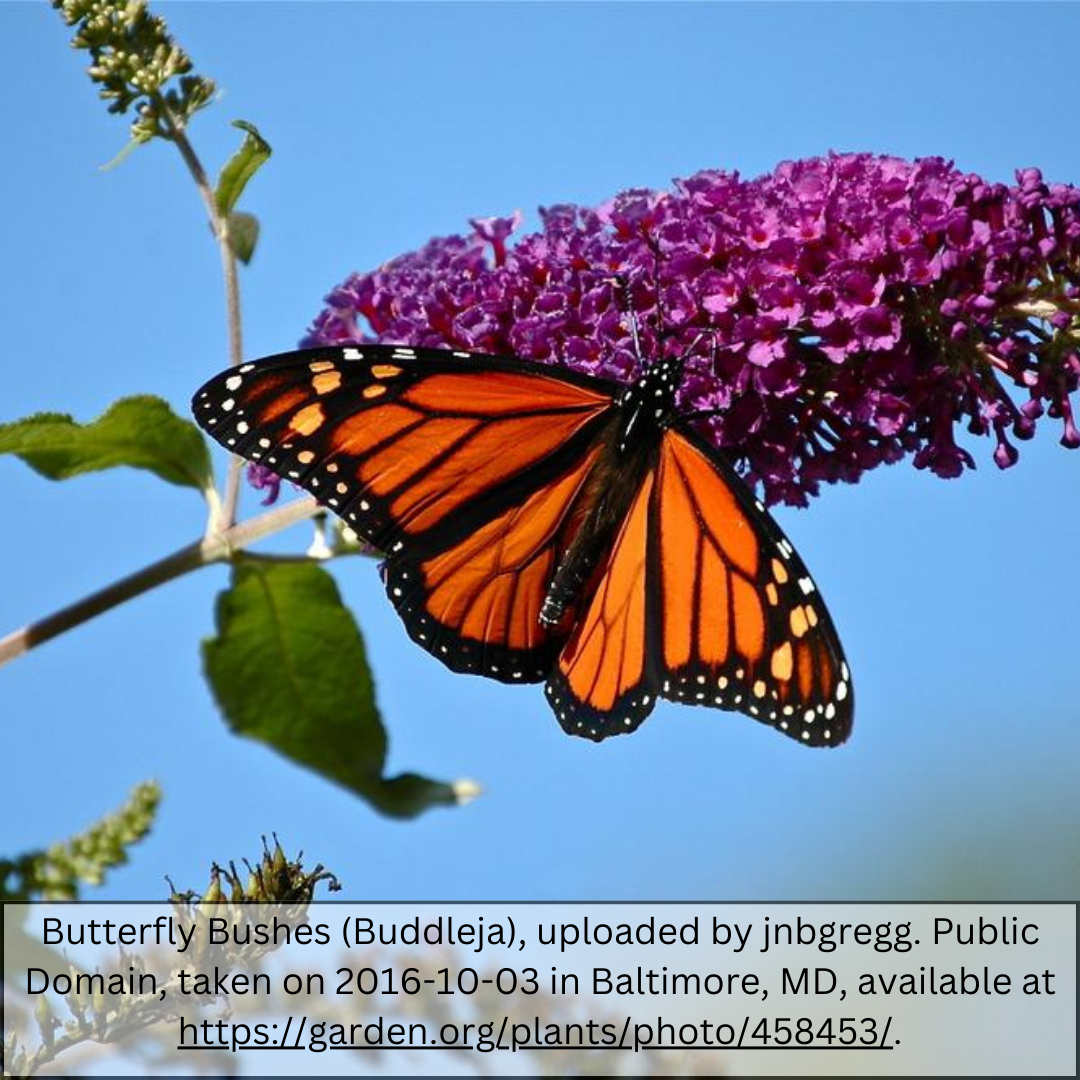 Butterfly Bush