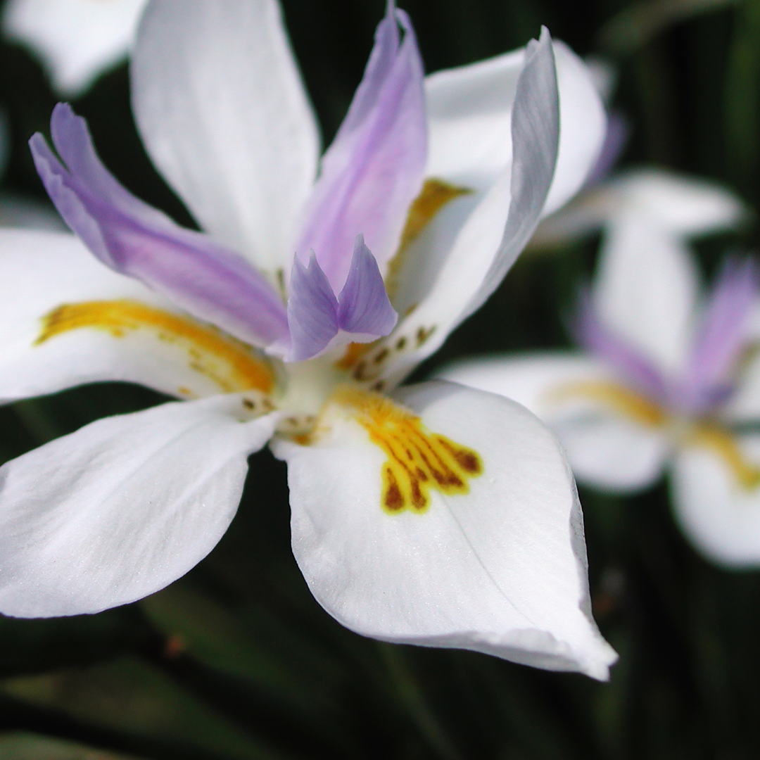 Butterfly Iris (white)