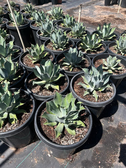 Butterfly Agave