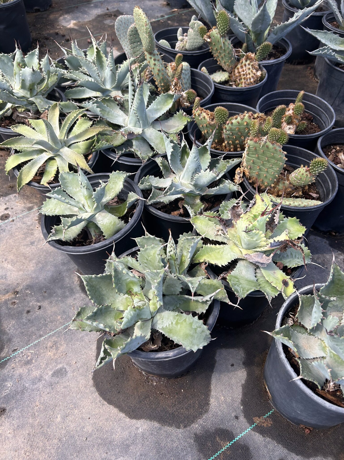 Butterfly Agave