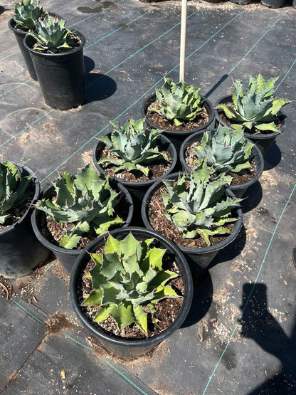 Butterfly Agave