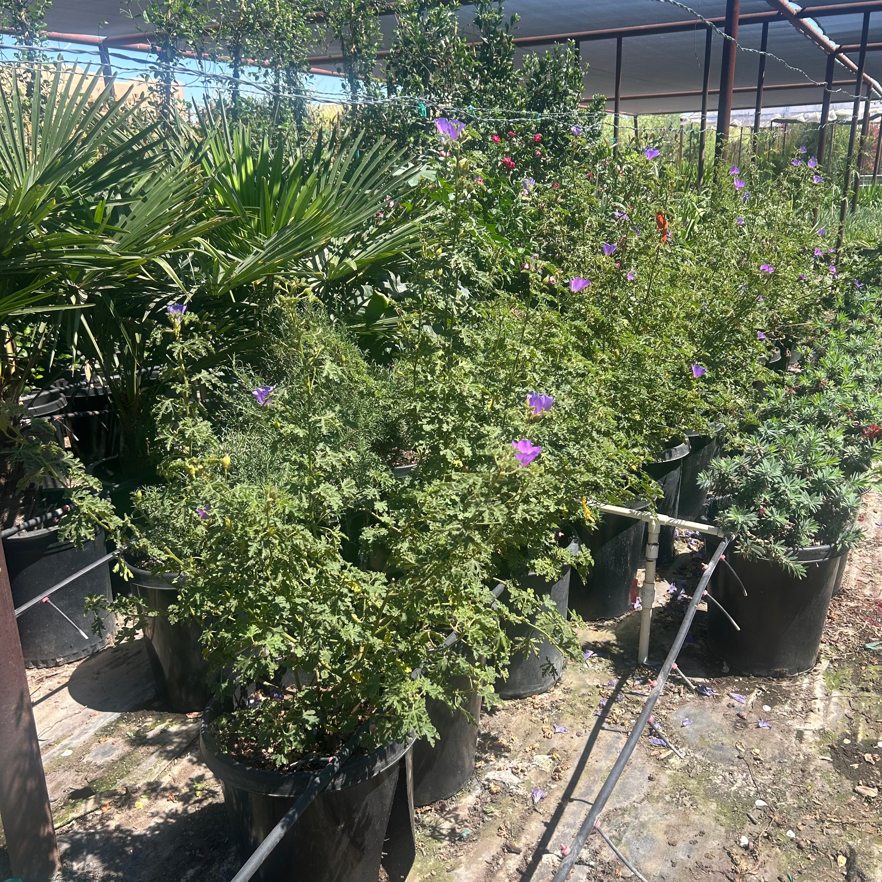 15 gallon Blue Hibiscus (Alyogyne huegelii) with purple-blue blooms in black nursery pots under shade cloth at Three Timbers — Phoenix, AZ