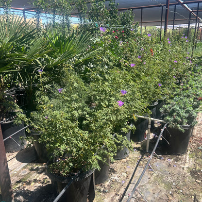15 gallon Blue Hibiscus (Alyogyne huegelii) with purple-blue blooms in black nursery pots under shade cloth at Three Timbers — Phoenix, AZ
