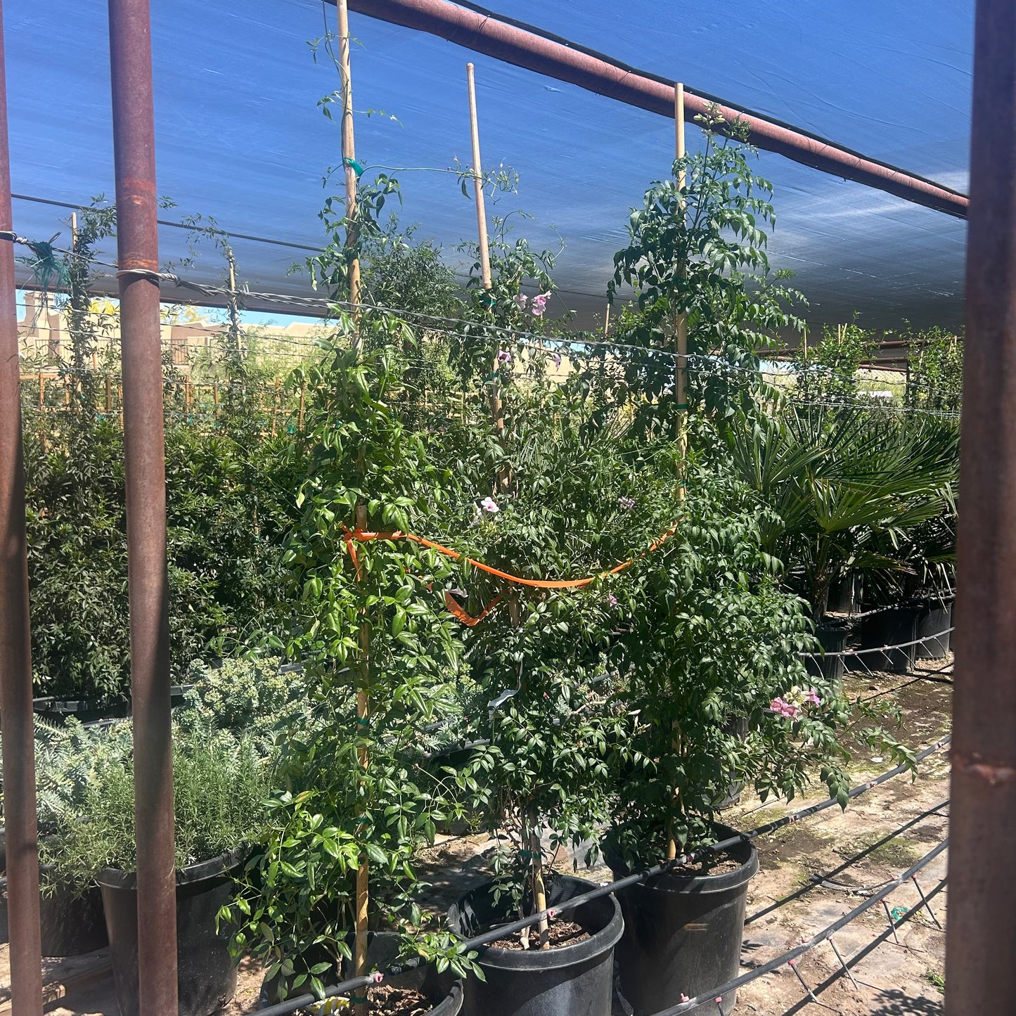 15 gallon Bower Vine (Pandorea jasminoides) staked on bamboo with pink blooms under shade cloth at Three Timbers — Phoenix, AZ