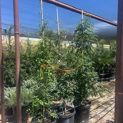 15 gallon Bower Vine (Pandorea jasminoides) staked on bamboo with pink blooms under shade cloth at Three Timbers — Phoenix, AZ