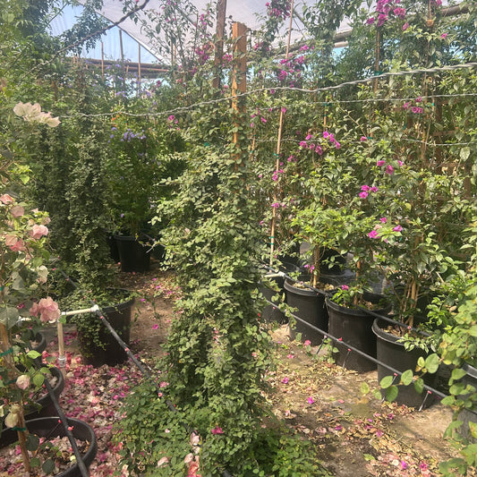 15 gallon Creeping Fig (Ficus pumila) staked on bamboo in black nursery pots under shade cloth at Three Timbers — Phoenix, AZ