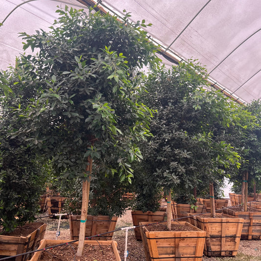 36 inch box Ficus Tree (Ficus nitida) with dense rounded canopy staked in wooden boxes under shade cloth at Three Timbers — Phoenix, AZ
