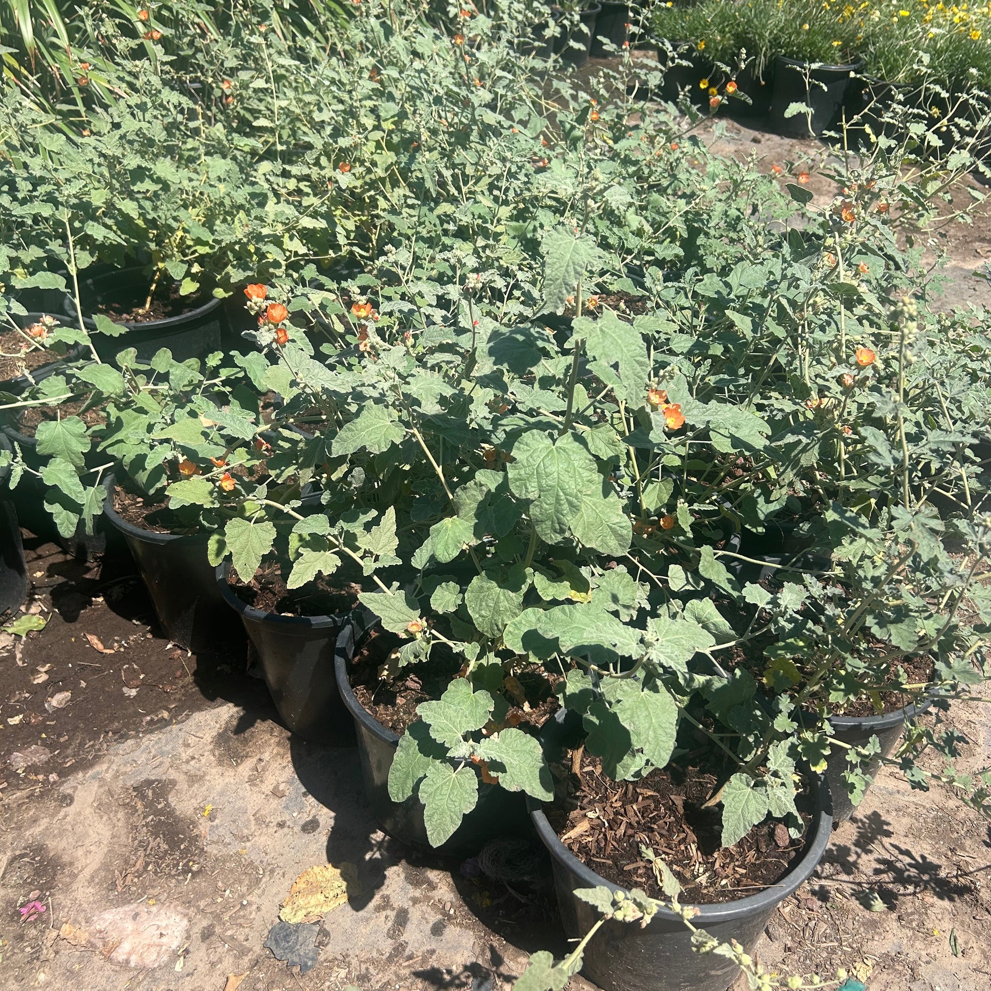 5 gallon Globe Mallow (Sphaeralcea ambigua) with orange blooms in black nursery pots at Three Timbers — Phoenix, AZ