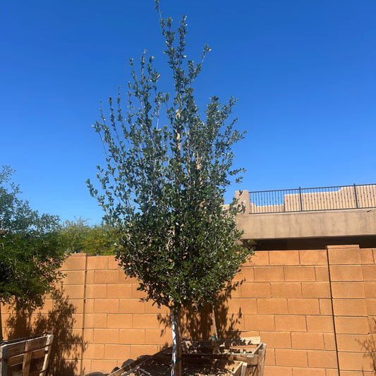 36 inch box Joan Lionetti Texas Ebony (Ebenopsis ebano) tall specimen against block wall at Three Timbers — Phoenix, AZ