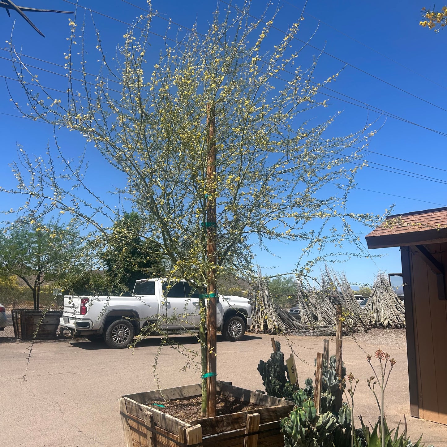 36 inch box Foothills Palo Verde (Parkinsonia microphylla) with yellow spring blooms in wooden box at Three Timbers — Phoenix, AZ