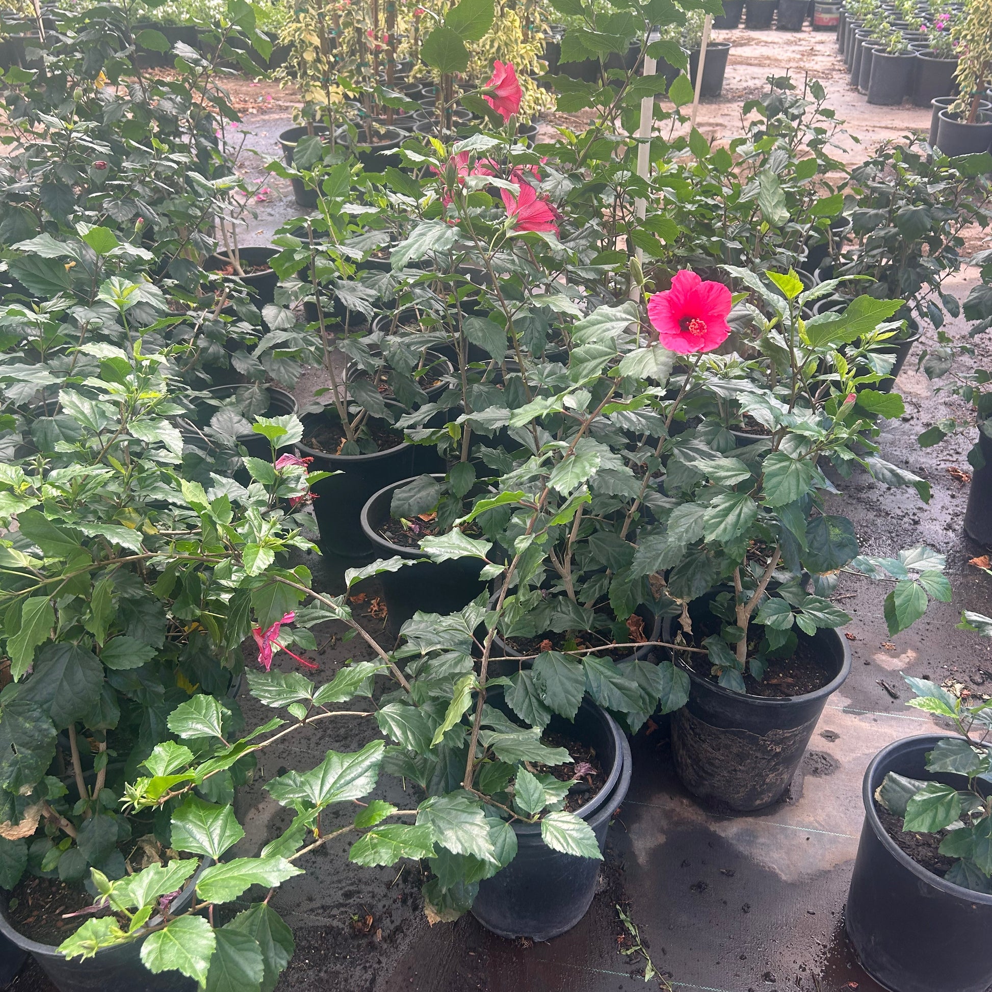 Buy Pink Hibiscus Phoenix, AZ | Hibiscus rosa-sinensis | Three Timbers   Three Timbers Landscape Materials