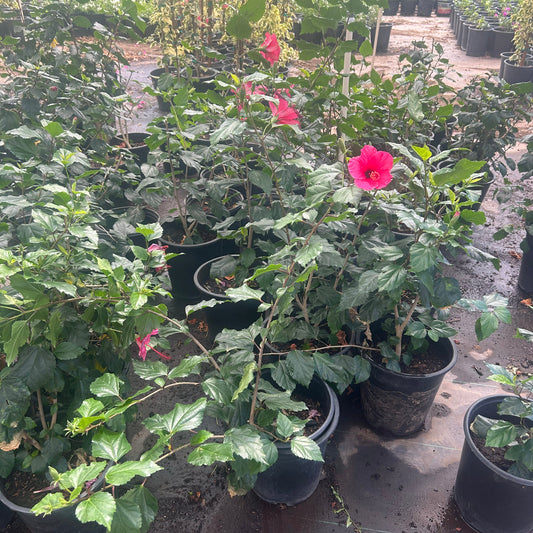 5 gallon Pink Hibiscus (Hibiscus rosa-sinensis) with hot pink bloom in black nursery pots at Three Timbers — Phoenix, AZ