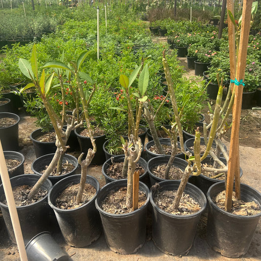 5 gallon Plumeria (Plumeria rubra) with new leaf growth in black nursery pots at Three Timbers — Phoenix, AZ