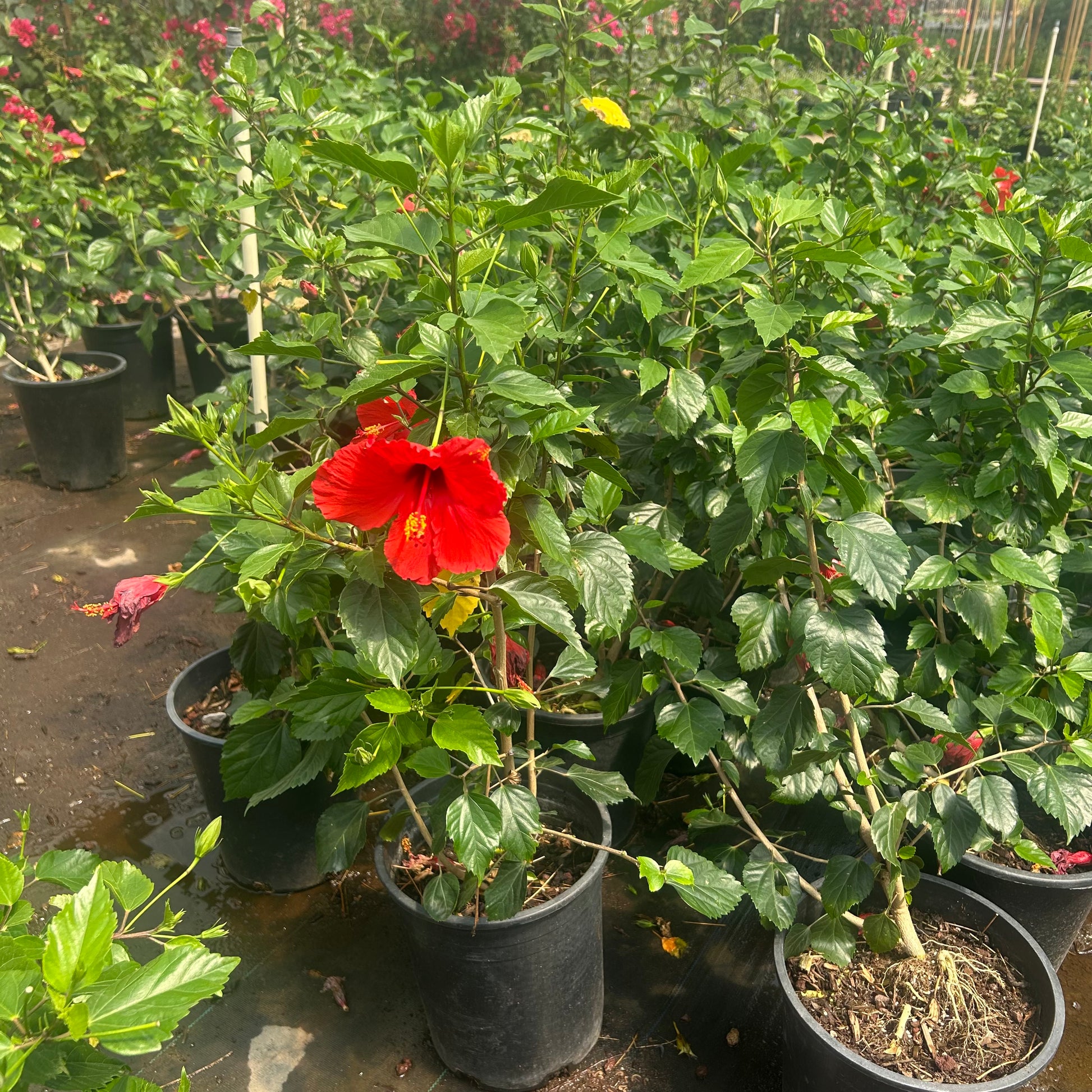 Buy Red Hibiscus Phoenix, AZ | Hibiscus rosa-sinensis