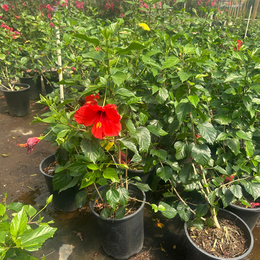 5 gallon Red Hibiscus (Hibiscus rosa-sinensis) with bright red bloom in black nursery pot at Three Timbers — Phoenix, AZ