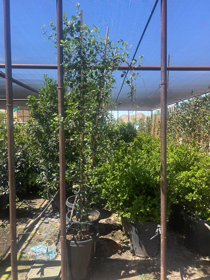 15 gallon Star Jasmine (Trachelospermum jasminoides) staked on bamboo under shade cloth at Three Timbers — Phoenix, AZ