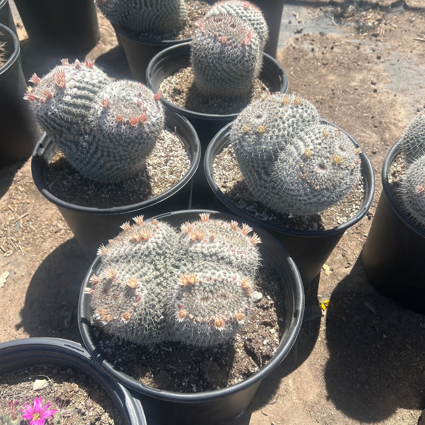 5 gallon White Owl Eyes Cactus (Mammillaria parkinsonii) with pink blooms in black nursery pots at Three Timbers — Phoenix, AZ