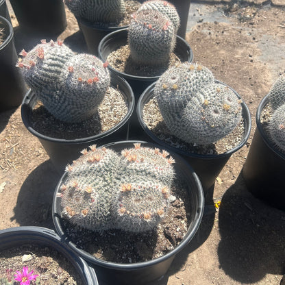 5 gallon White Owl Eyes Cactus (Mammillaria parkinsonii) with pink blooms in black nursery pots at Three Timbers — Phoenix, AZ