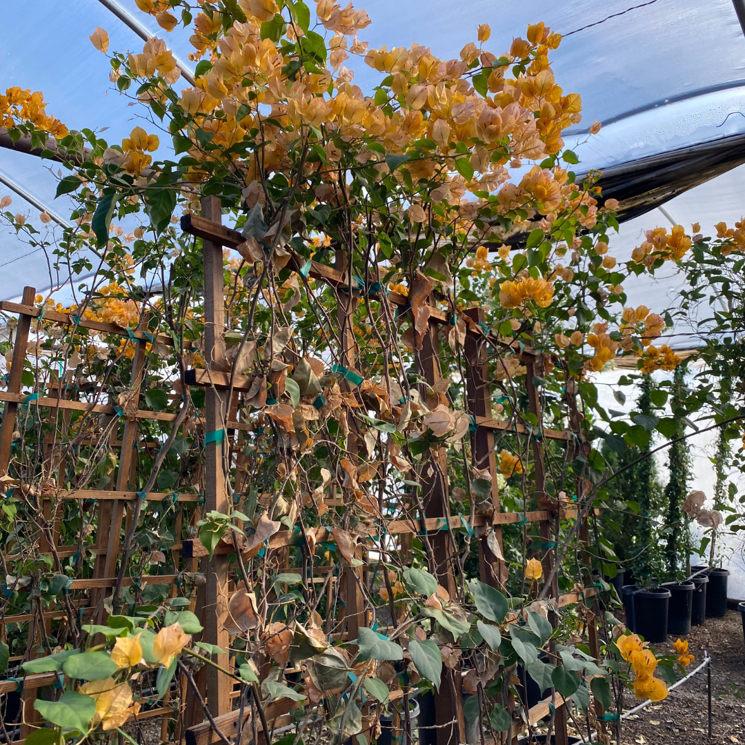 bougainvillea plant trellis Buy California Gold Bougainvillea Phoenix, AZ