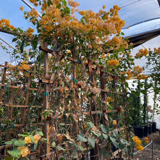 California Gold Bougainvillea-Staked