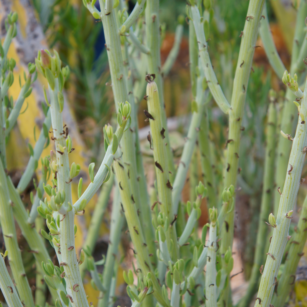 Candelilla